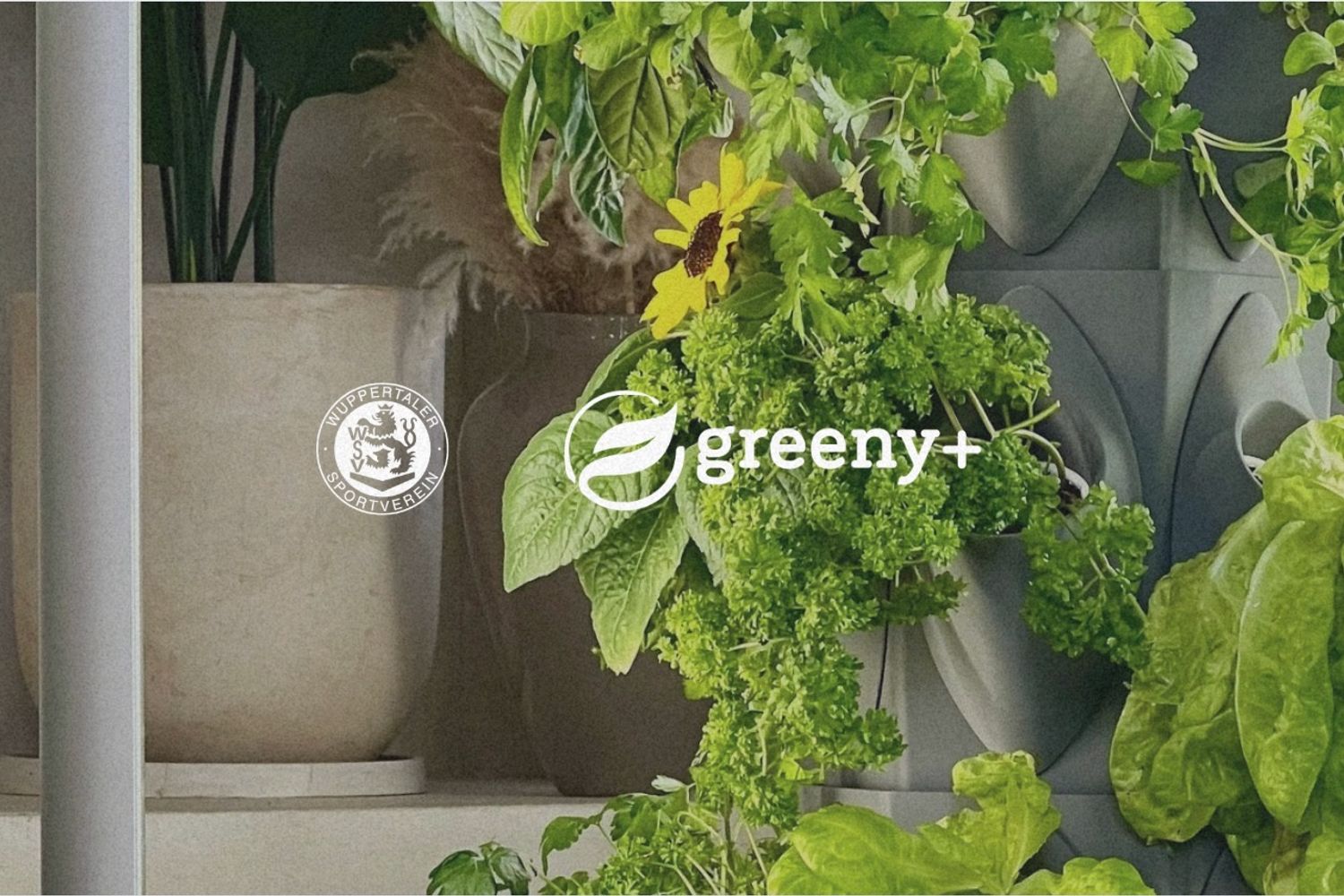 greeny+ wird neuer Haupt- und Trikotsponsor des WSV